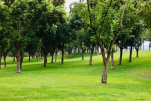 彭福公園 Penfold Park
