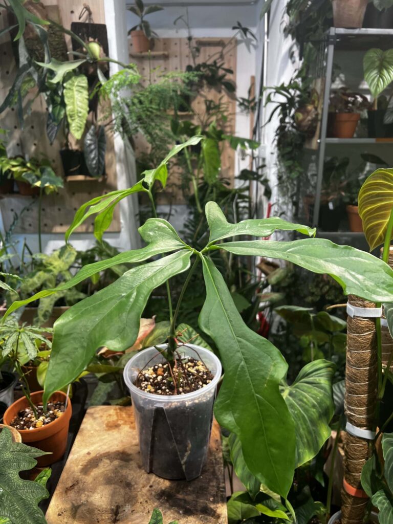 去植仔帶一盆綠回家
